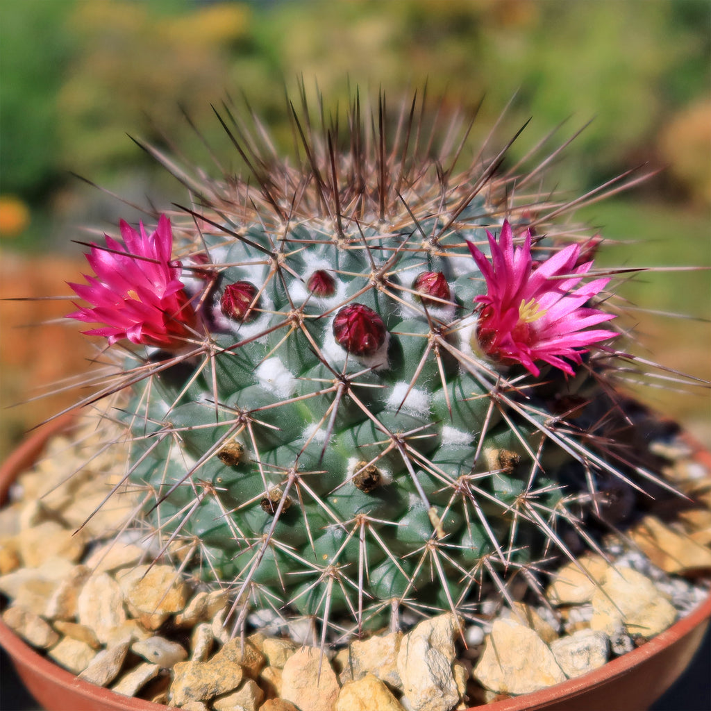 Mammillaria Rubrograndis