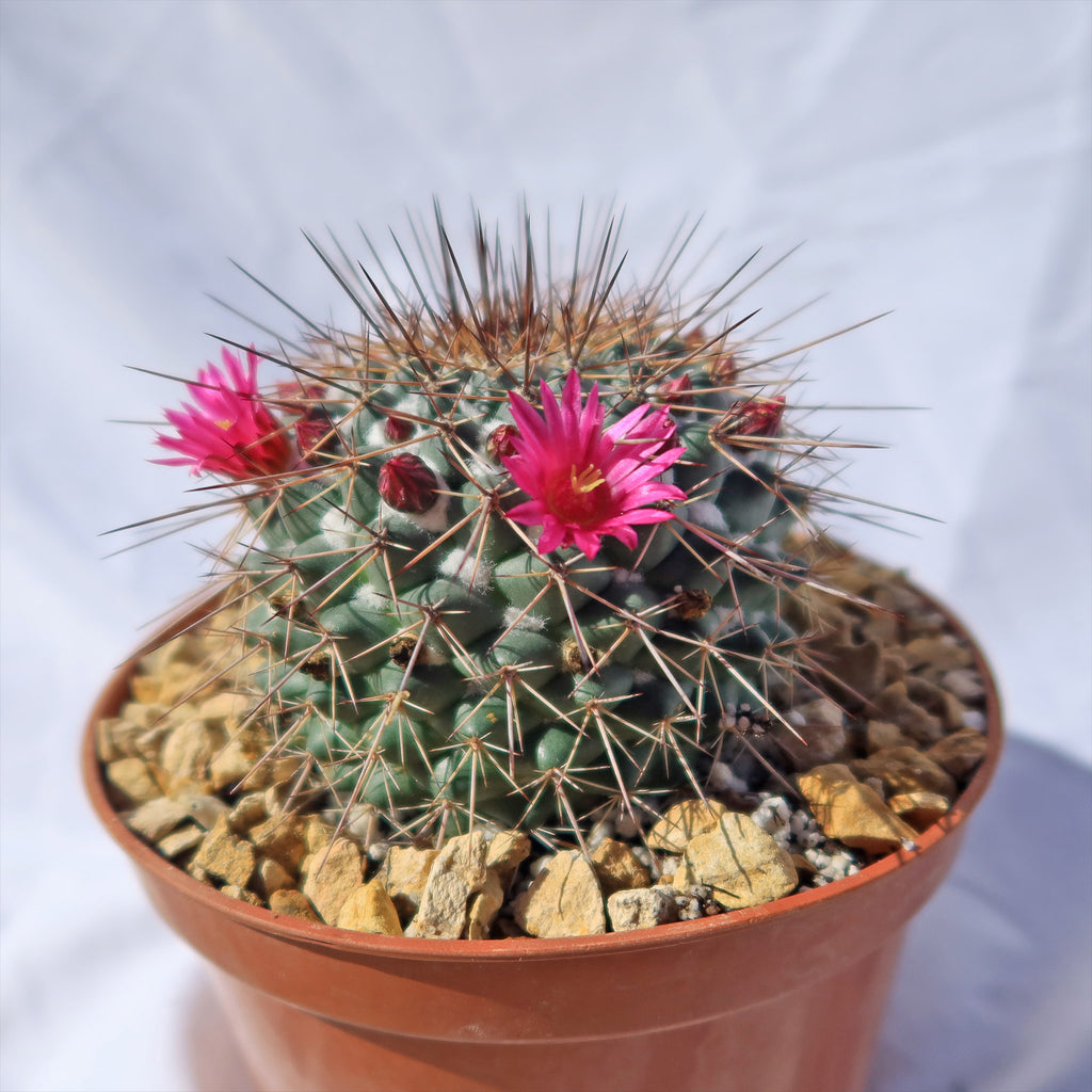 Mammillaria Rubrograndis