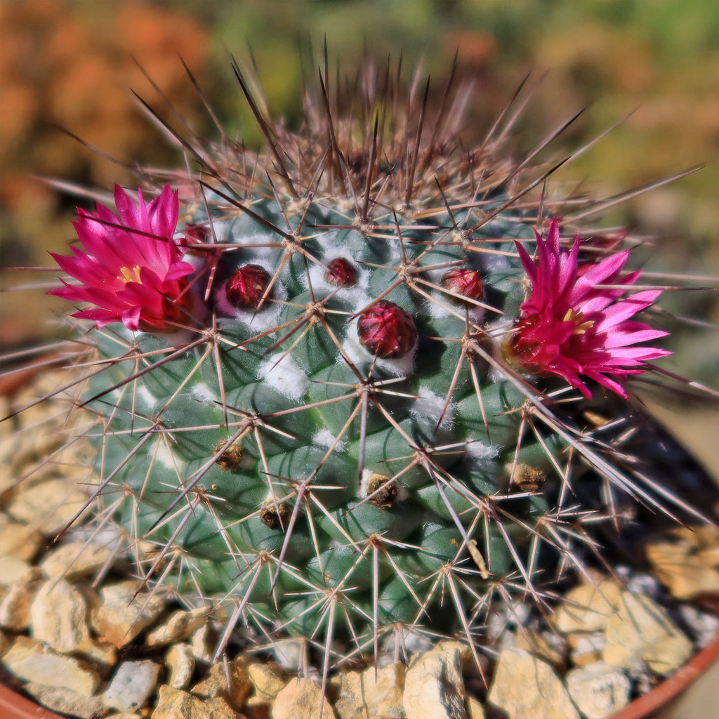 Mammillaria Rubrograndis