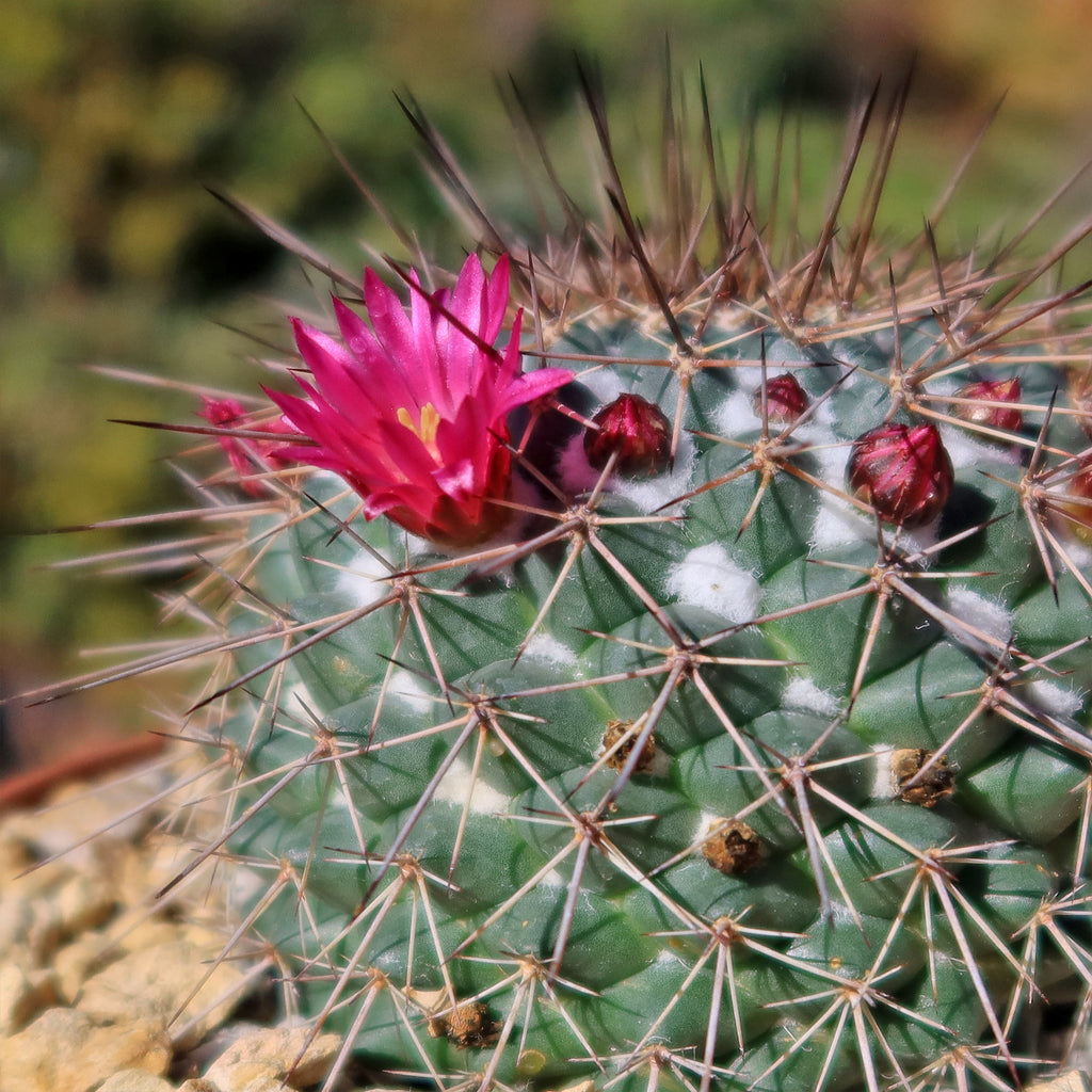 Mammillaria Rubrograndis