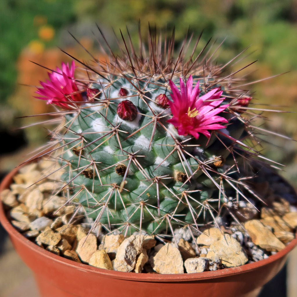 Mammillaria Rubrograndis