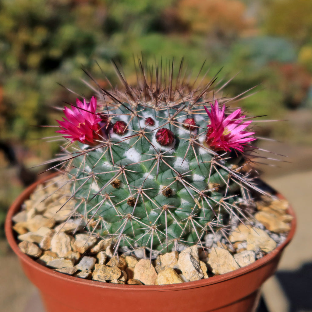Mammillaria Rubrograndis