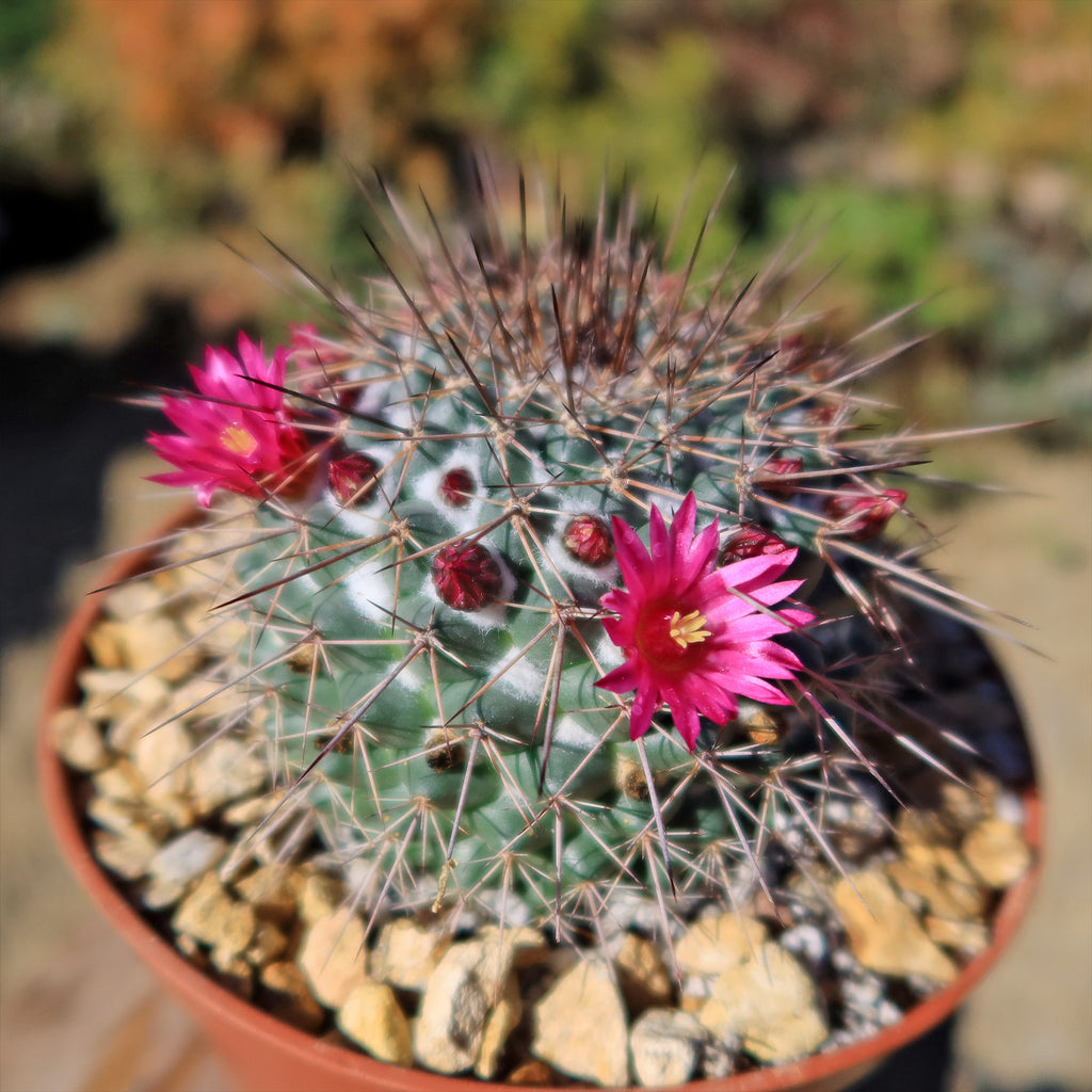 Mammillaria Rubrograndis