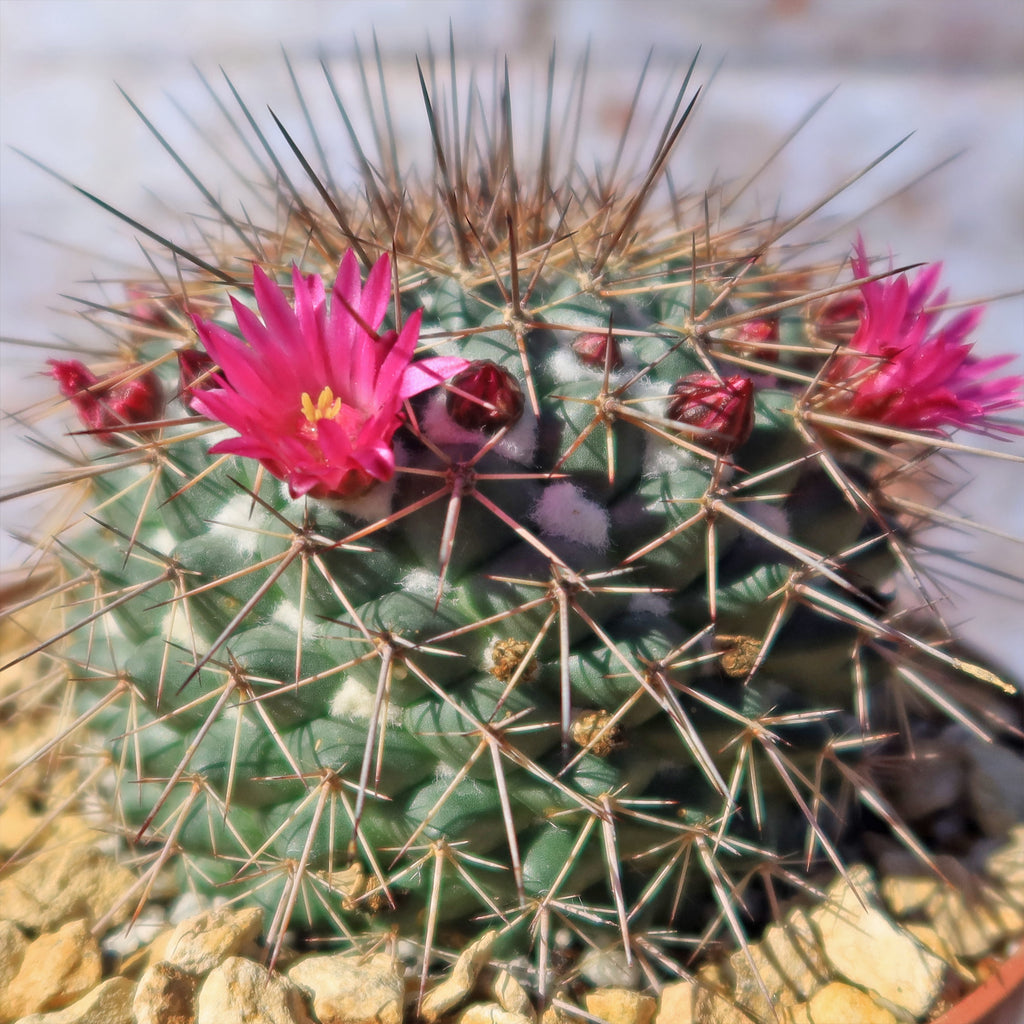 Mammillaria Rubrograndis