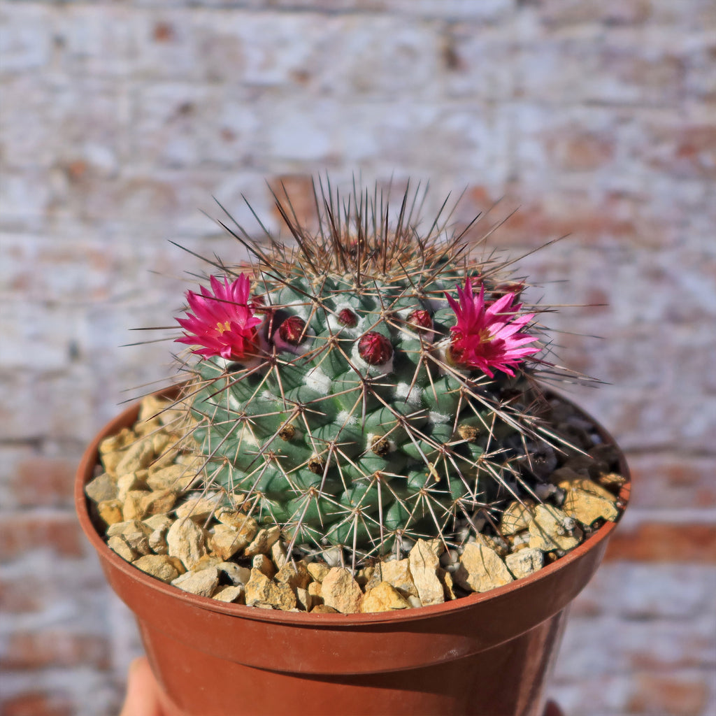 Mammillaria Rubrograndis