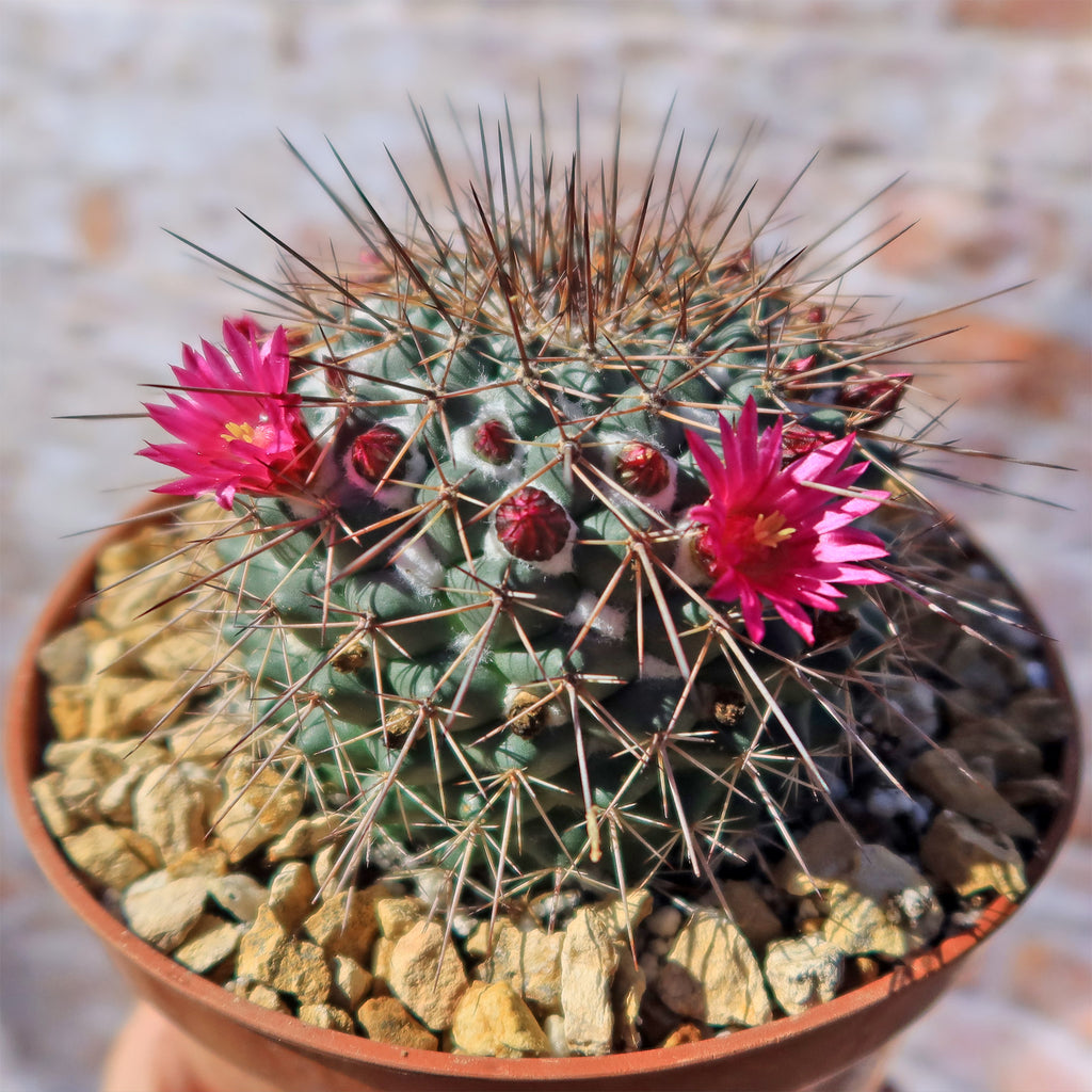 Mammillaria Rubrograndis