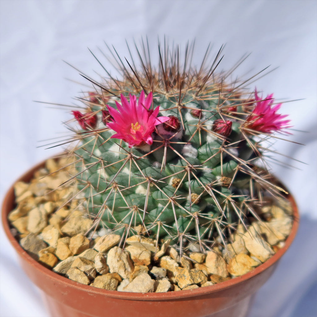 Mammillaria Rubrograndis