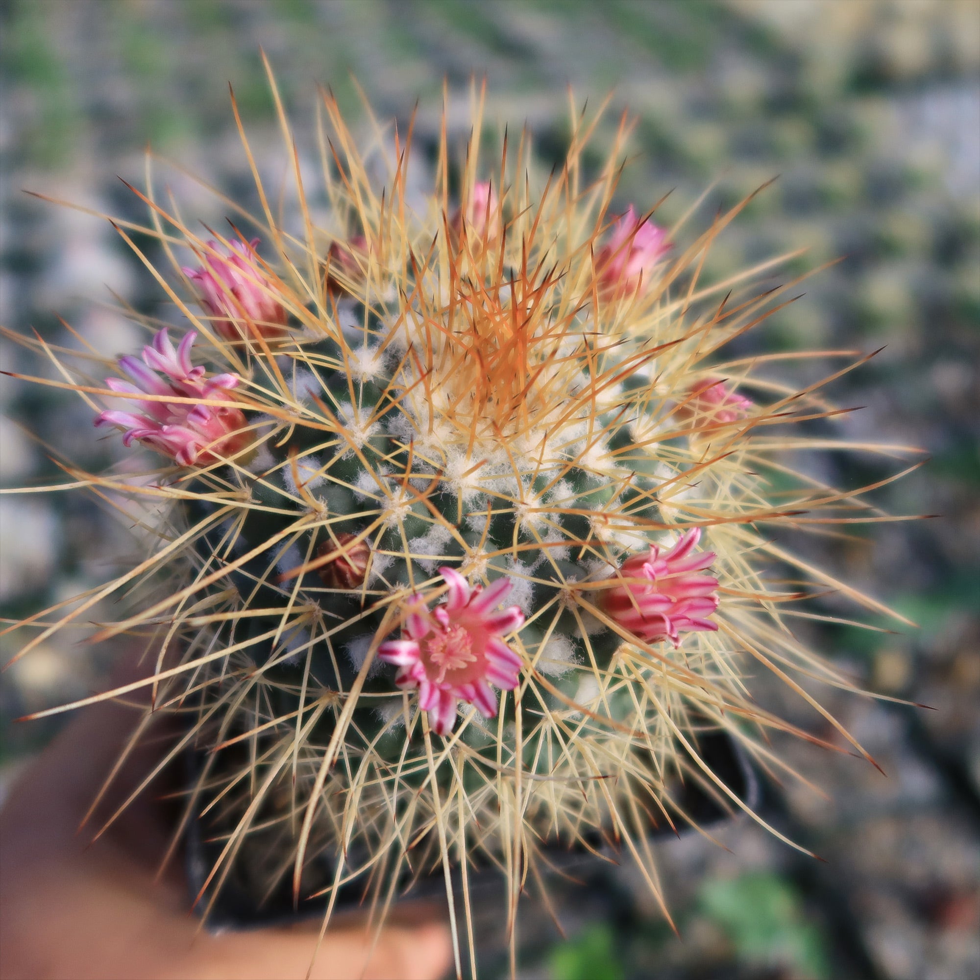 Mammillaria petterssonii