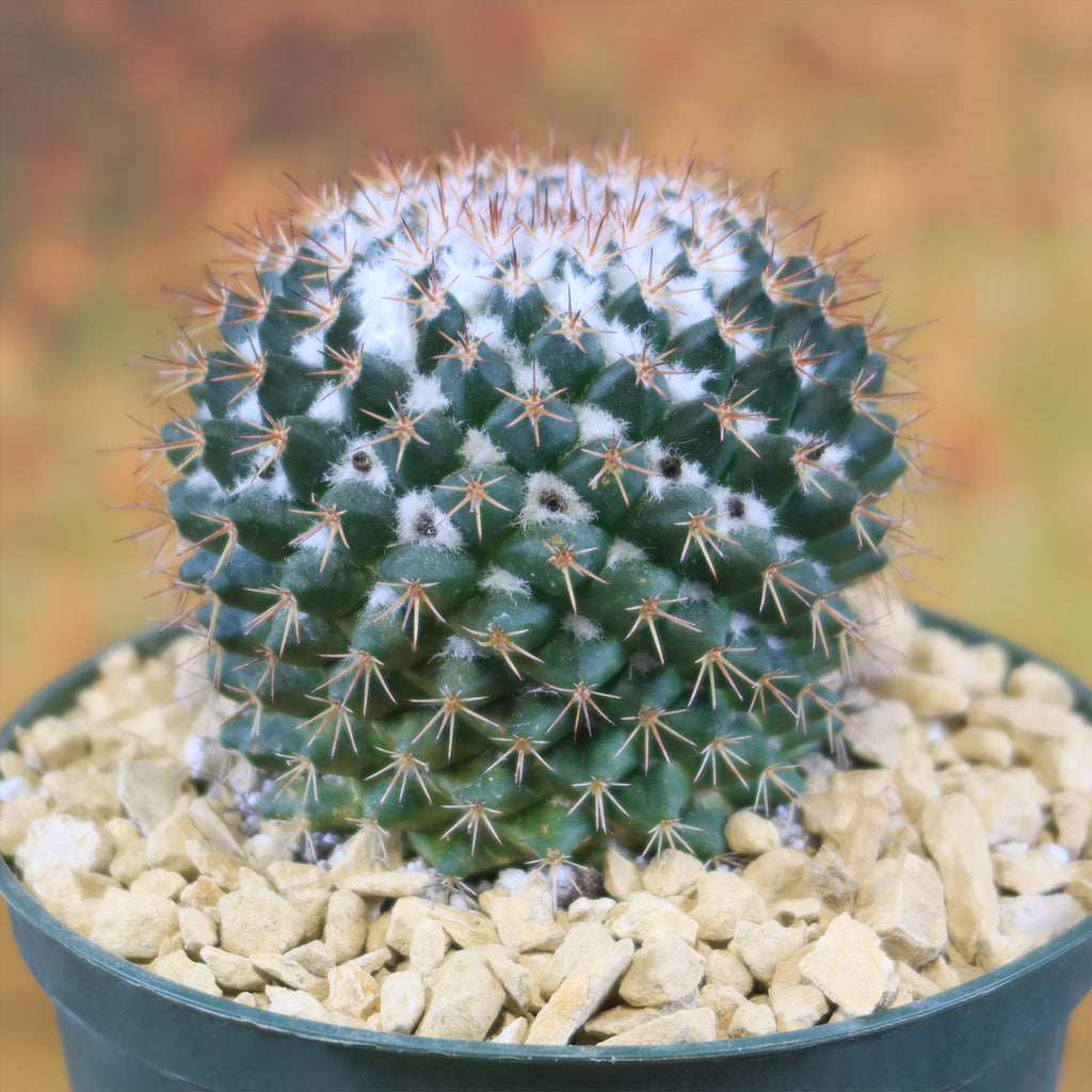 Mammillaria scrippsiana