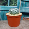 Mammillaria sempervivi