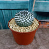 Mammillaria sempervivi