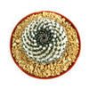 Mammillaria sempervivi