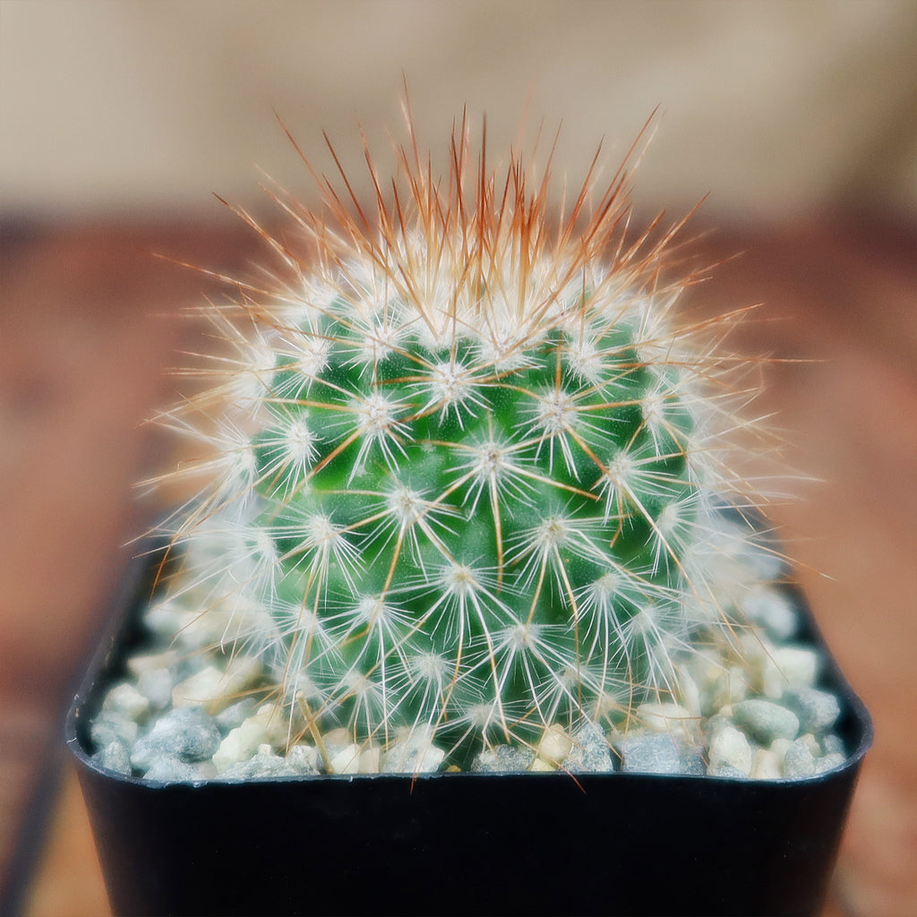 Mammillaria spinosissima