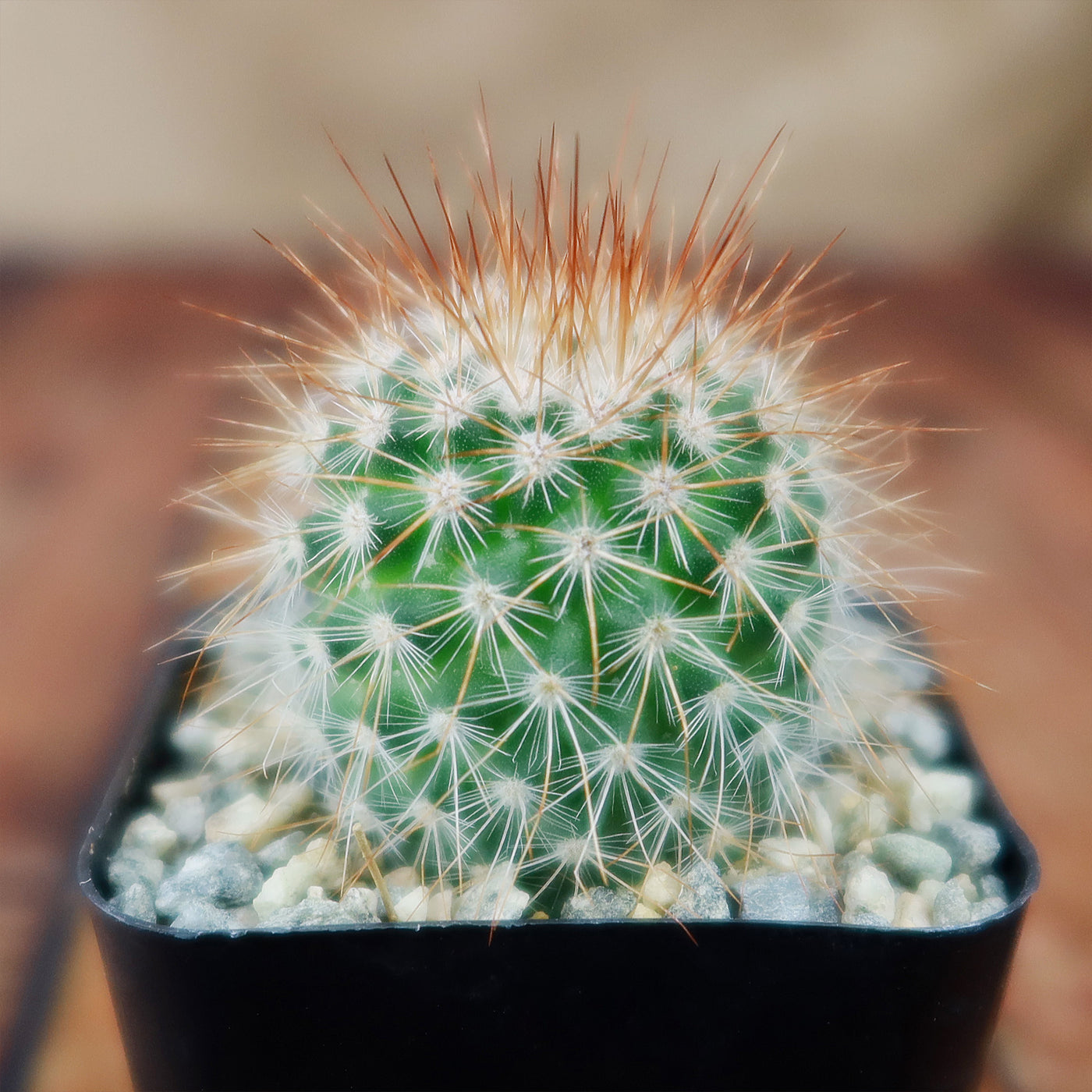 types of pincushion cactus Mammillaria spinosissima 4" Pot