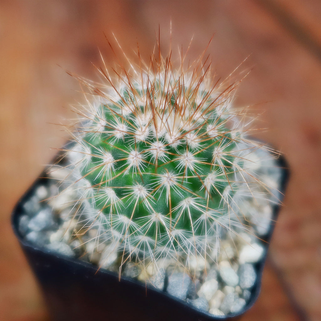 Mammillaria spinosissima