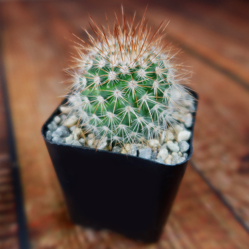 Mammillaria spinosissima