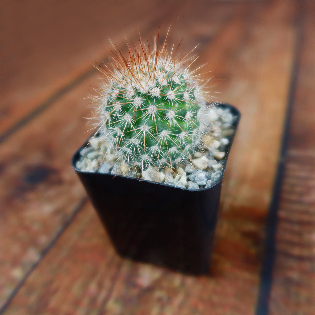 Mammillaria spinosissima