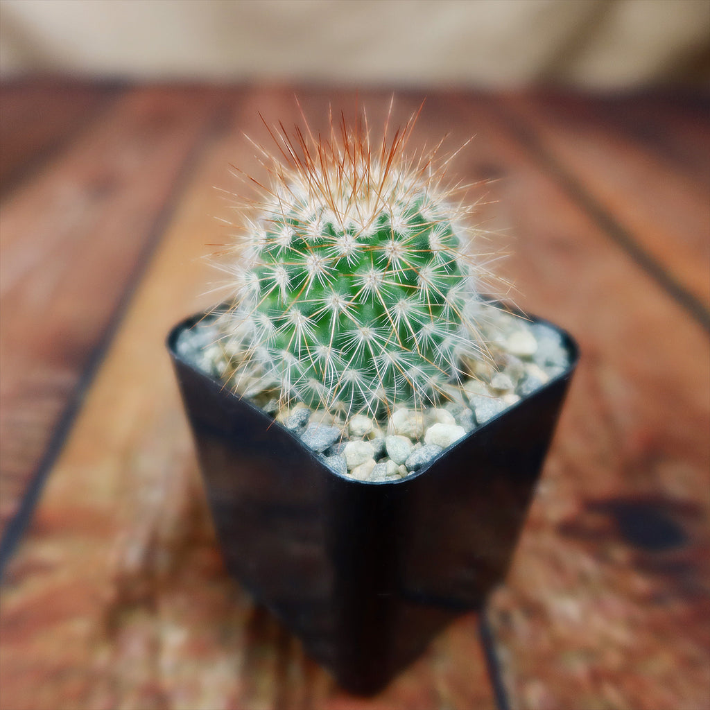 Mammillaria spinosissima