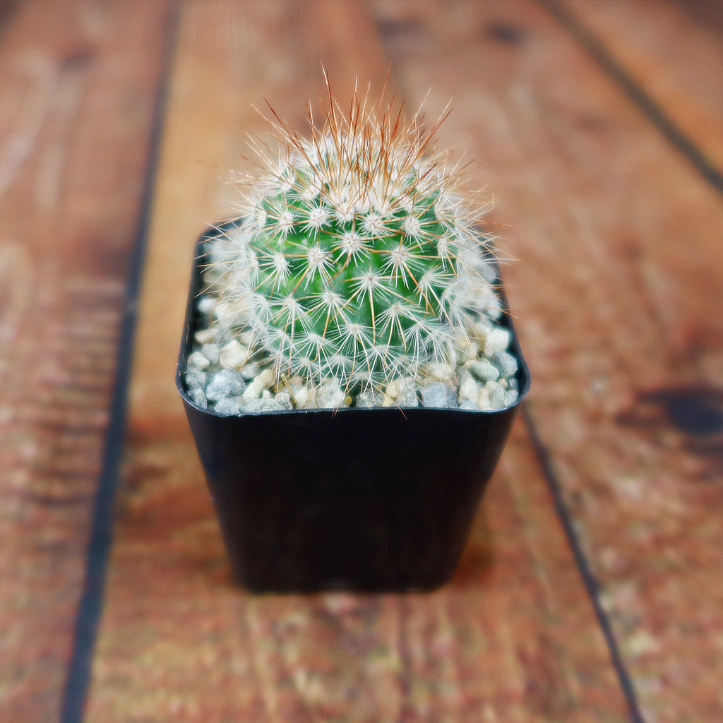 Mammillaria spinosissima