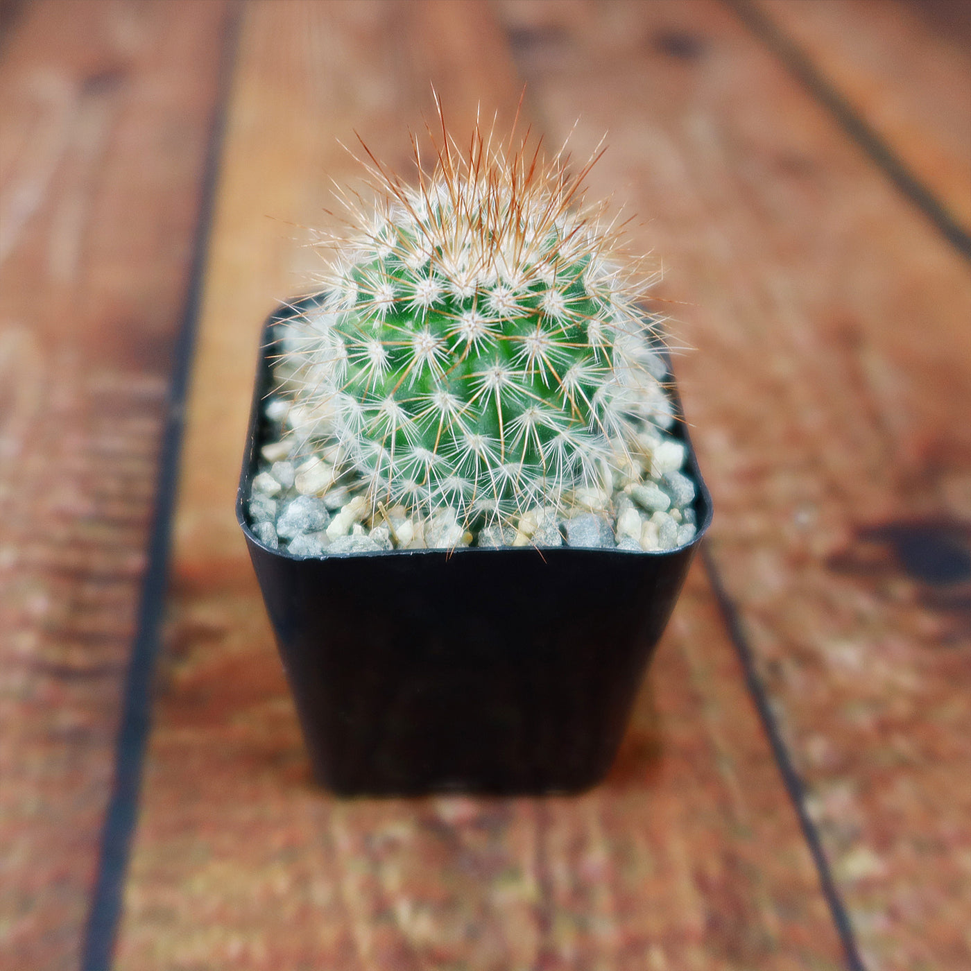 types of pincushion cactus Buy Mammillaria Spinosissima | Spiny Pincushion Cactus