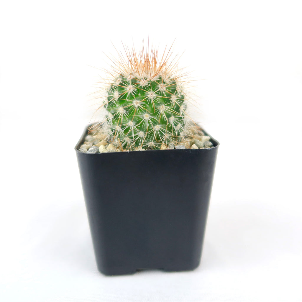 Mammillaria spinosissima