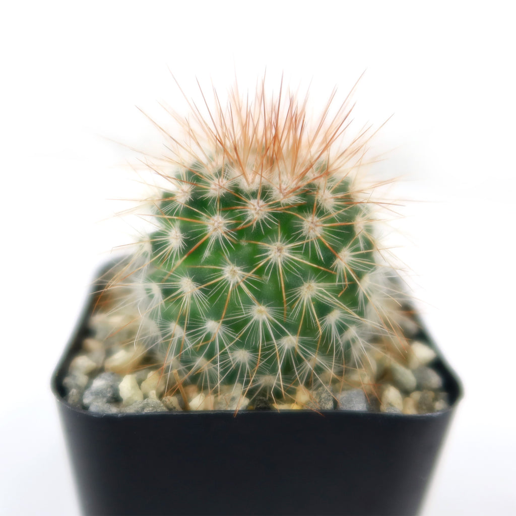 Mammillaria spinosissima
