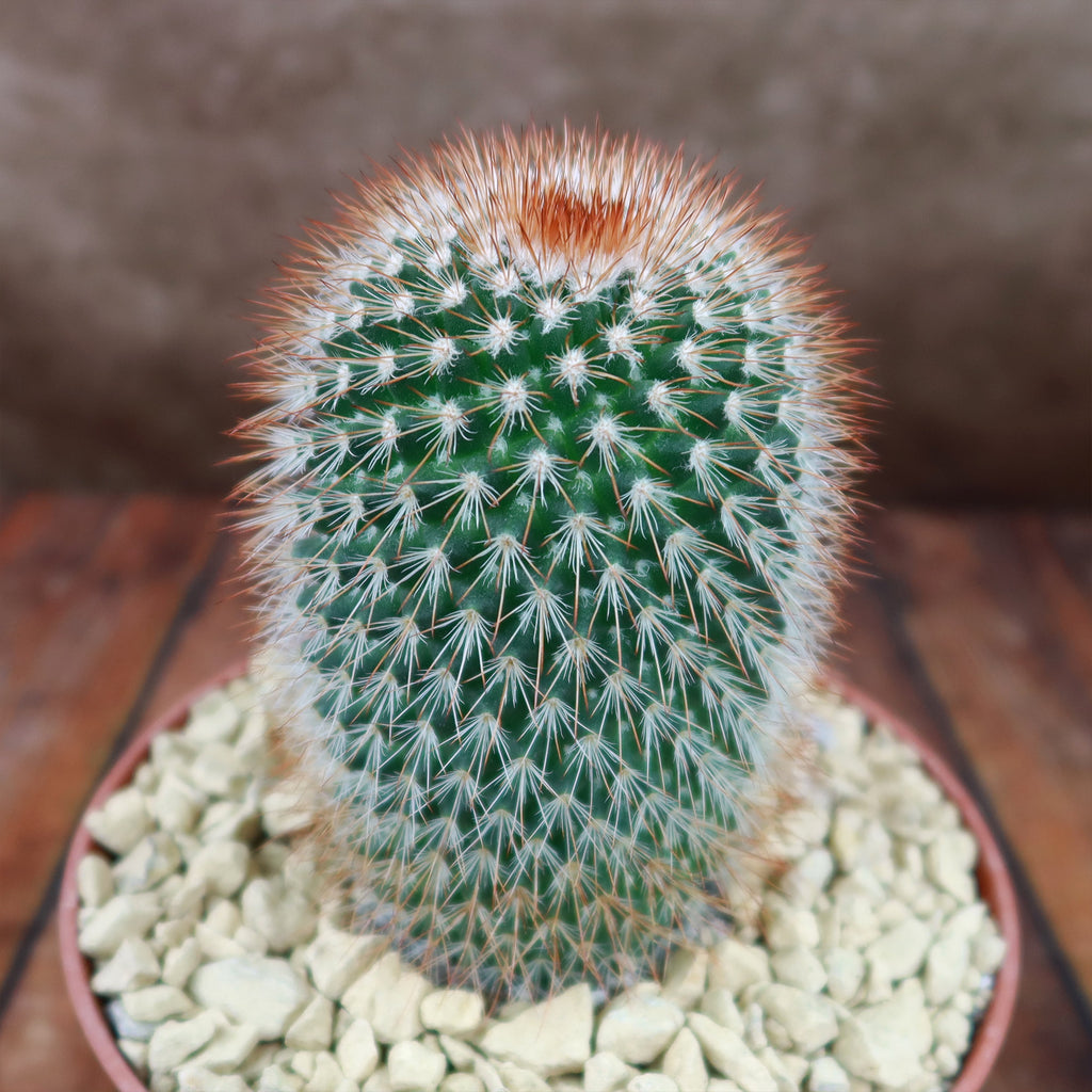 Mammillaria spinosissima