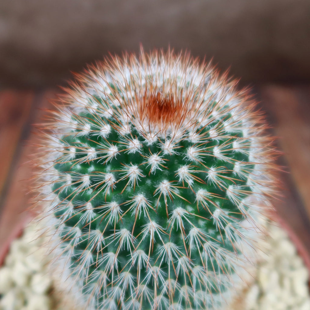 Mammillaria spinosissima