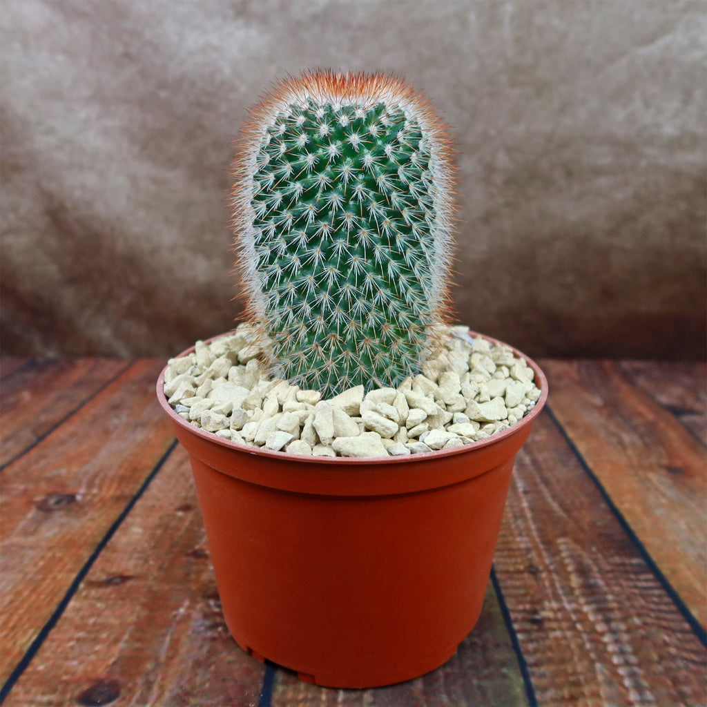 Mammillaria spinosissima