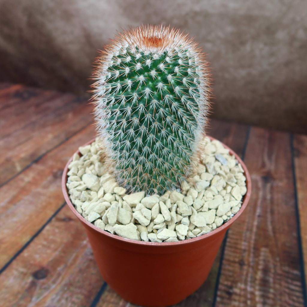 Mammillaria spinosissima