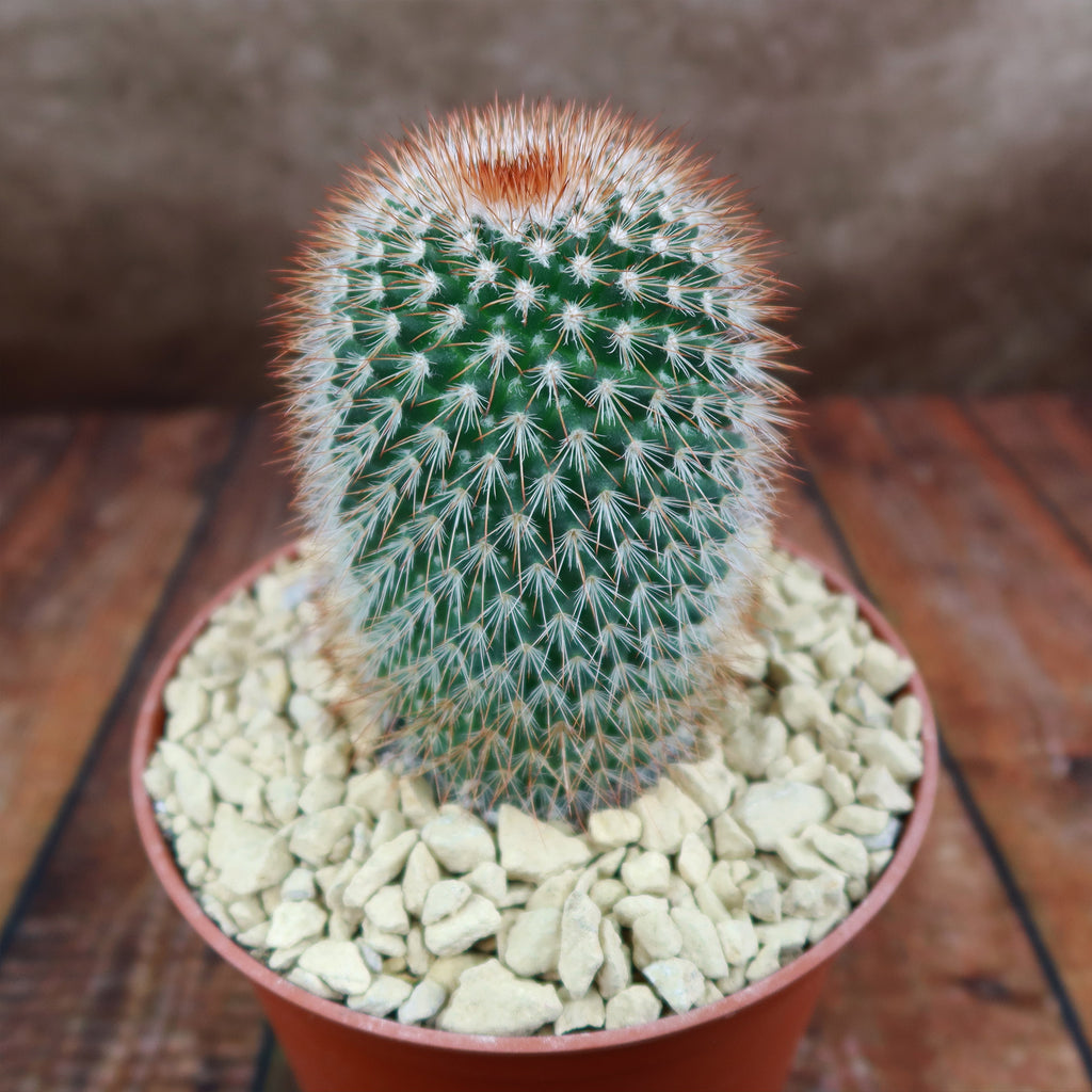 Mammillaria spinosissima