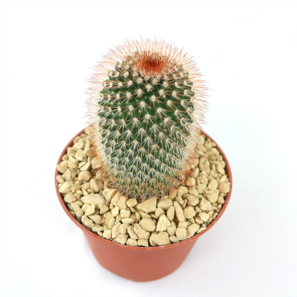 Mammillaria spinosissima