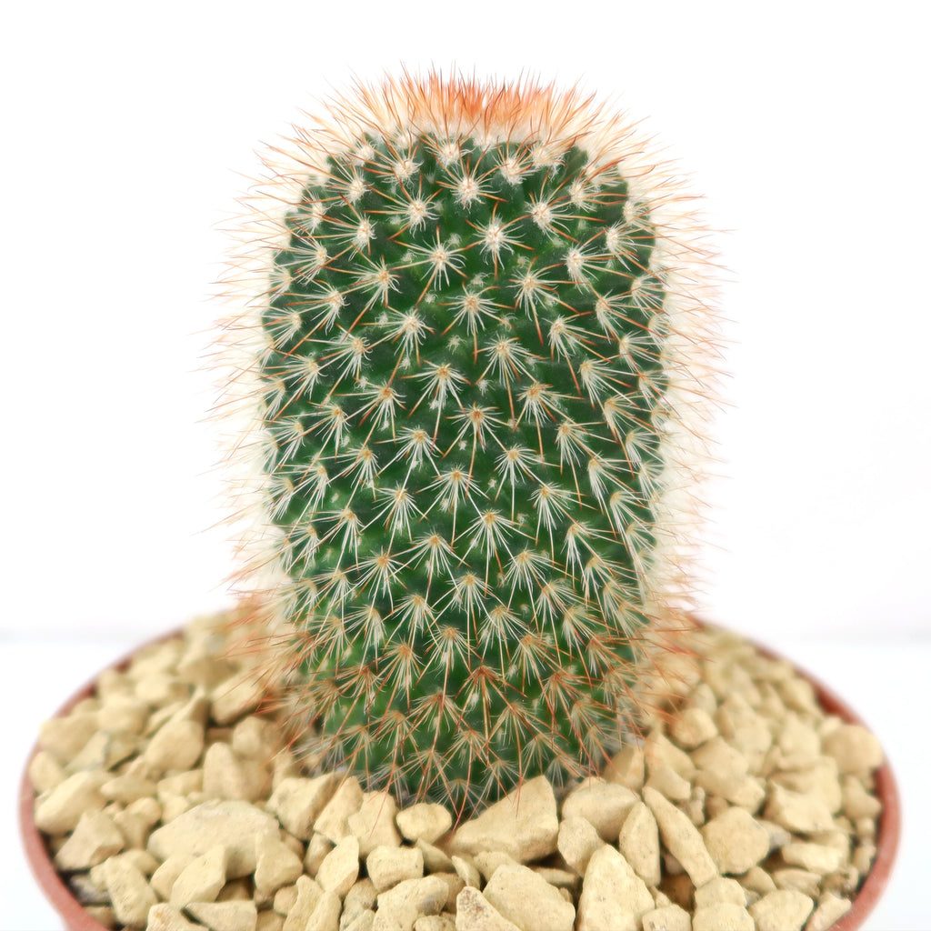 Mammillaria spinosissima