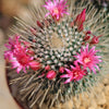 Mammillaria spinosissima Un Pico