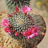 Mammillaria spinosissima Un Pico