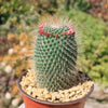 Mammillaria spinosissima Un Pico