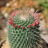 Mammillaria spinosissima Un Pico