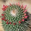 Mammillaria spinosissima Un Pico