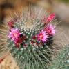 Mammillaria spinosissima Un Pico