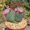 Mammillaria spinosissima Un Pico