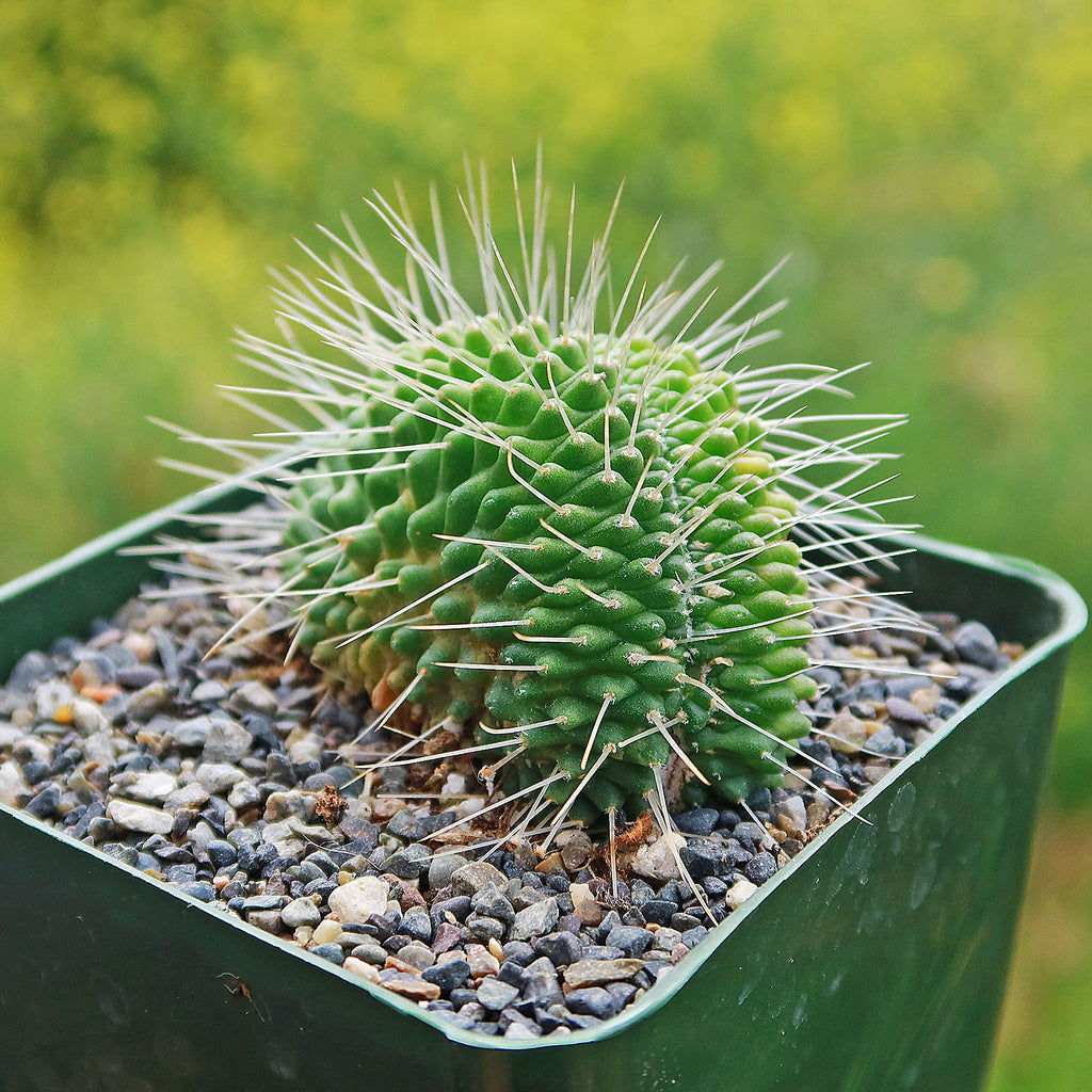 Crested Spiny Pincushion Cactus - Mammillaria spinosissima &