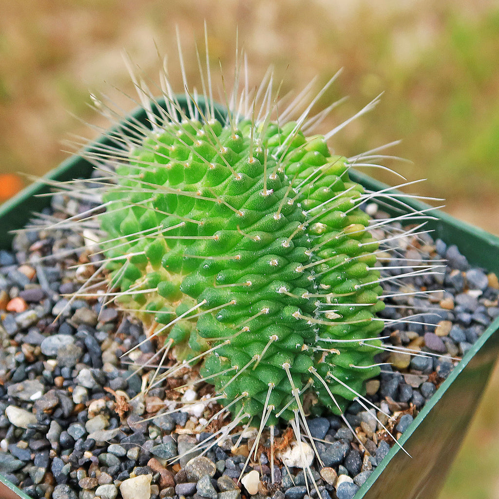 Crested Spiny Pincushion Cactus - Mammillaria spinosissima &