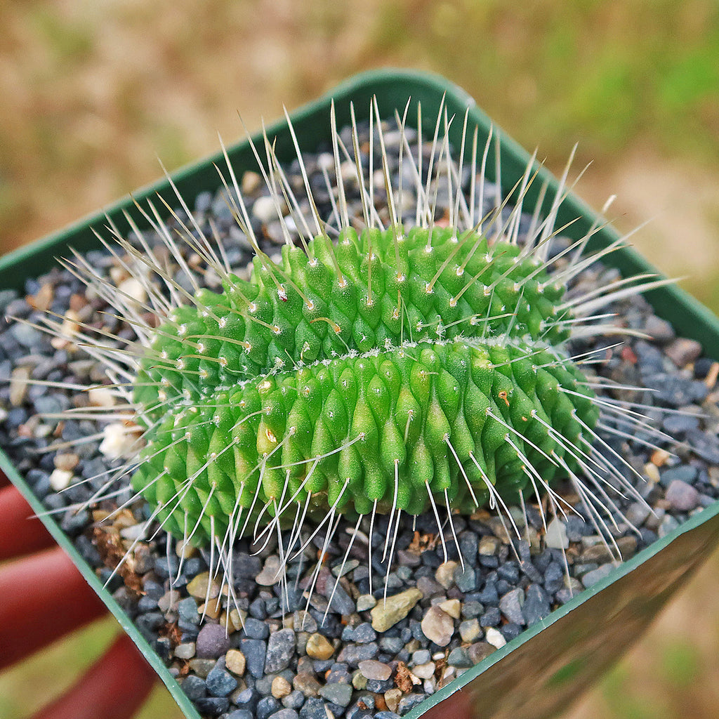 Crested Spiny Pincushion Cactus - Mammillaria spinosissima &