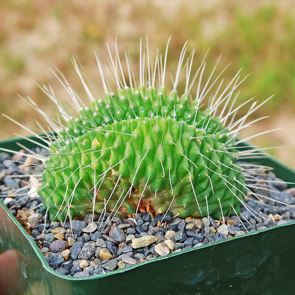 Crested Spiny Pincushion Cactus - Mammillaria spinosissima &