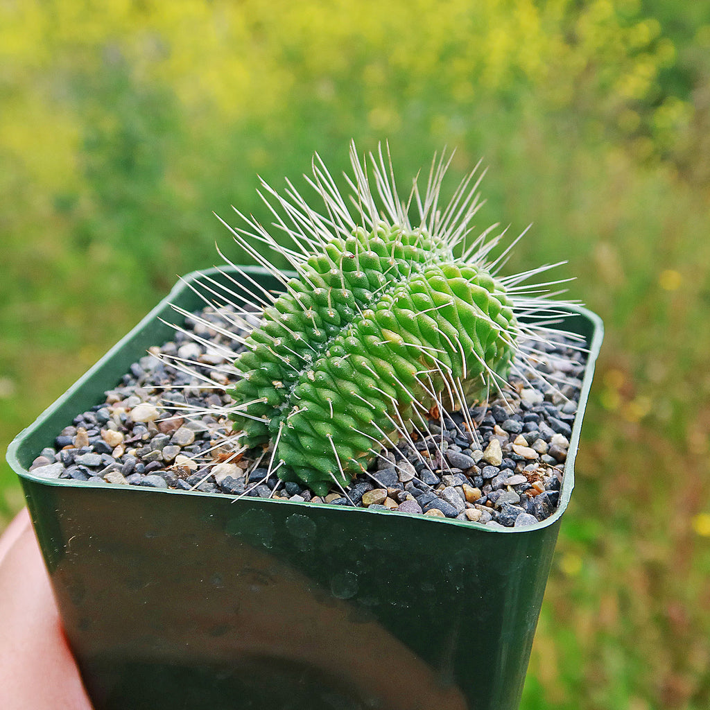 Crested Spiny Pincushion Cactus - Mammillaria spinosissima &