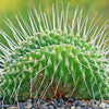 Crested Spiny Pincushion Cactus - Mammillaria spinosissima &