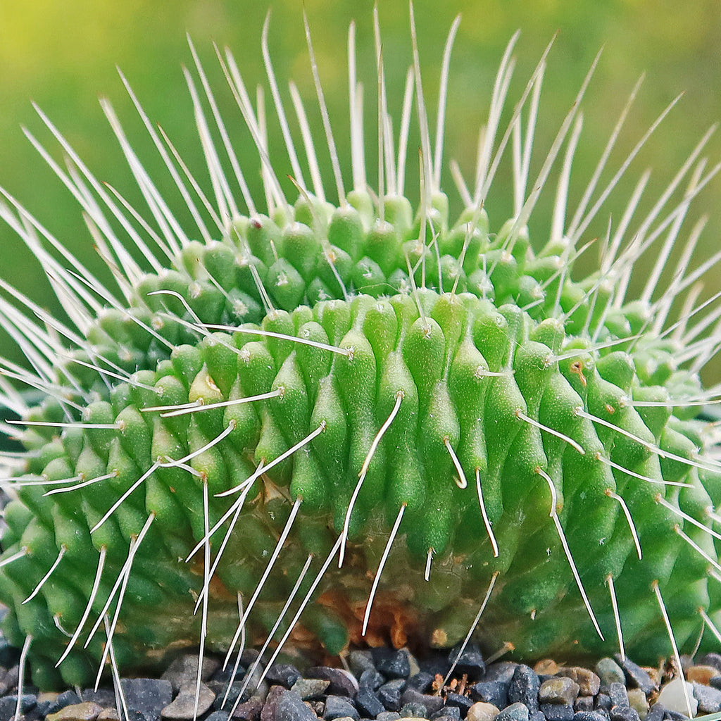 Crested Spiny Pincushion Cactus - Mammillaria spinosissima &