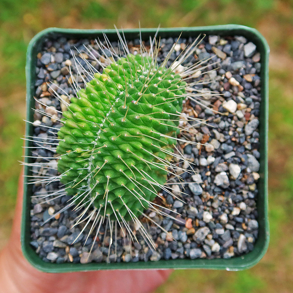 Crested Spiny Pincushion Cactus - Mammillaria spinosissima &