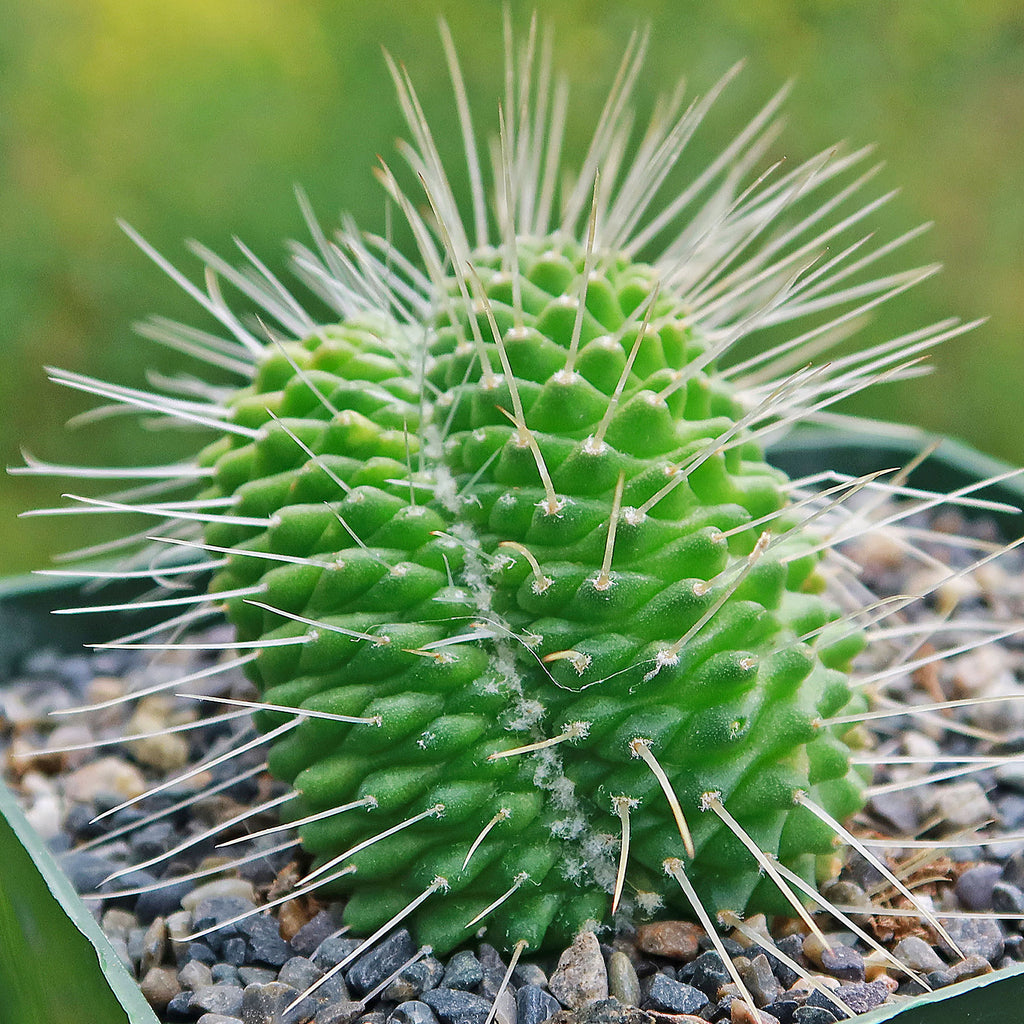 Crested Spiny Pincushion Cactus - Mammillaria spinosissima &