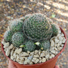 Mammillaria Tezontle